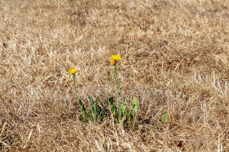 Komplett vertrockneter brauner Rasen mit einzelner Blume
