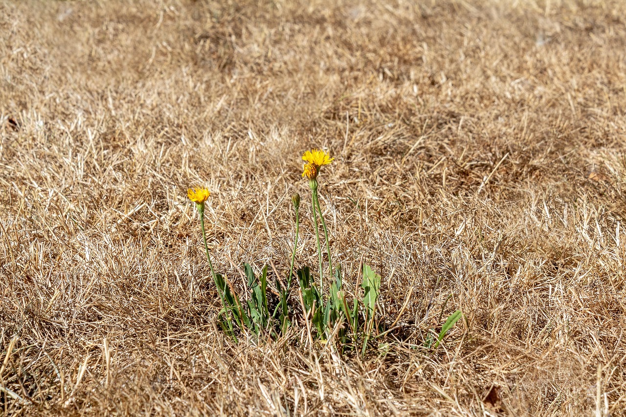 Grossflaechig vertrockneter brauner Rasen bei Trockenheit